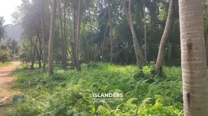 Chaloklum Land Plots with Jungle View in Koh Phangan