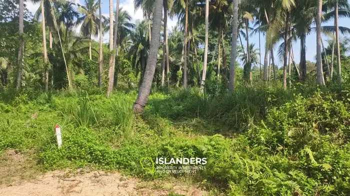 Chaloklum Land Plots with Jungle View in Koh Phangan