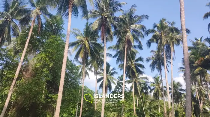 Chaloklum Land Plots with Jungle View in Koh Phangan
