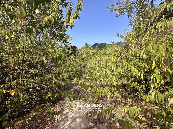 Exclusive Sea View Land for Sale in Chalok, Koh Tao