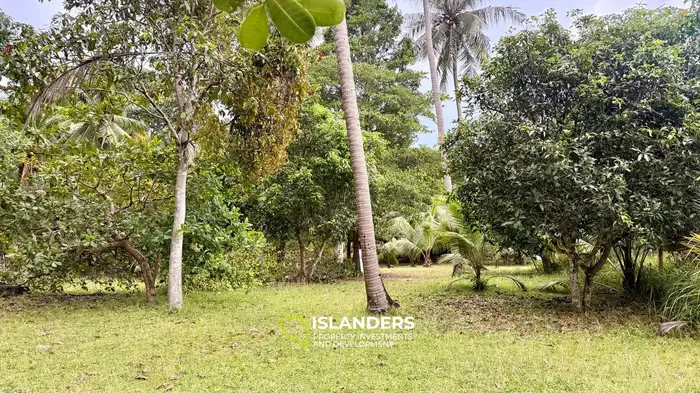 🌴 1 RAI LAND FOR SALE | COCONUT LANE