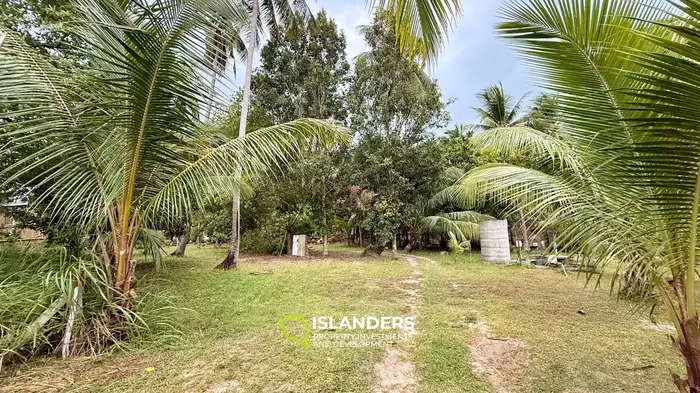 🌴 1 RAI LAND FOR SALE | COCONUT LANE