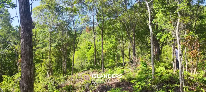 Wunderschönes Meeresland 40 Rai auf Chaloklum
