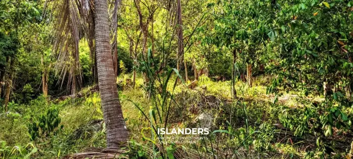 Прекрасный участок с видом на море и джунгли, старые деревья и красивые скалы, легко построить