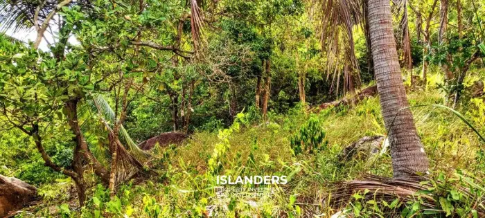 Прекрасный участок с видом на море и джунгли, старые деревья и красивые скалы, легко построить