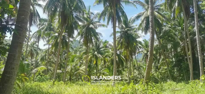 Scenic Land Plot with Mountain and Coconut Palm Views