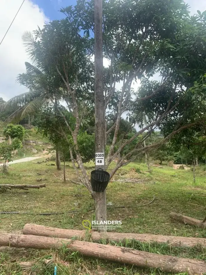 Flat Land in Coconut Lane Area with Government Road Access