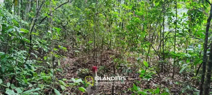 Jungle view land on Chalokum