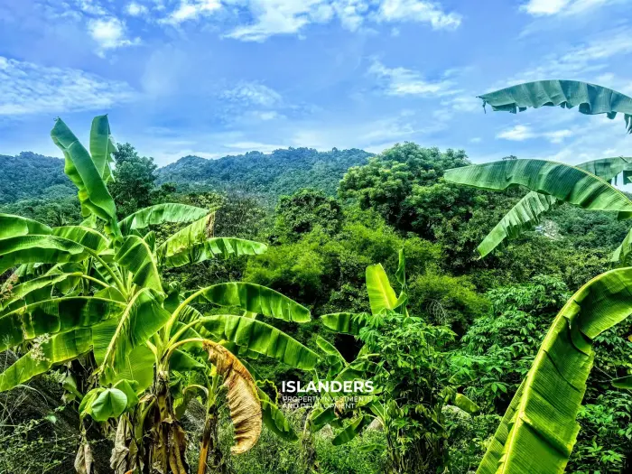 静かなエリアにある岩と果樹のある素晴らしいパノラマの海の景色の土地