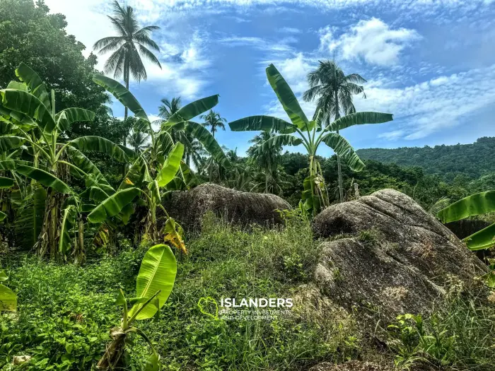静かなエリアにある岩と果樹のある素晴らしいパノラマの海の景色の土地