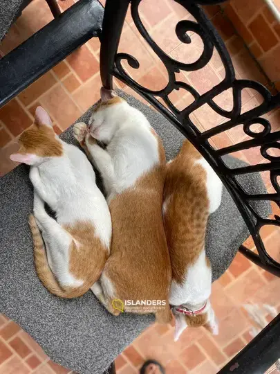 Beach villa 2 bedrooms - only for animal lovers