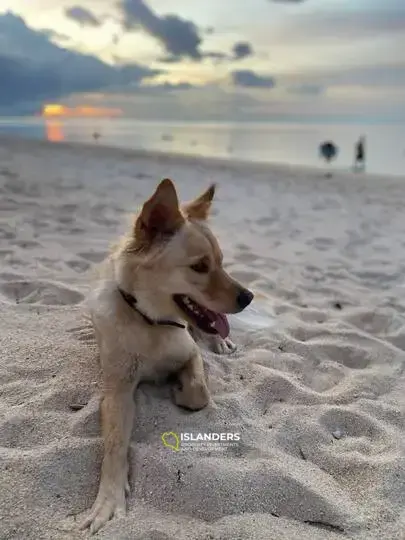 Beach villa 2 bedrooms - only for animal lovers