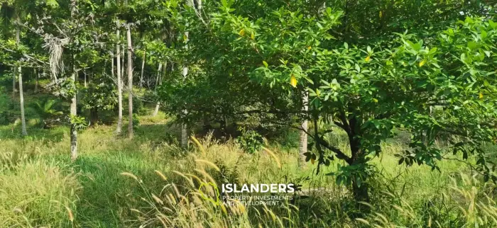 Stunning Jungle Land of 2 RAI