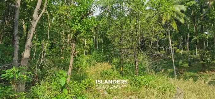 Stunning Jungle Land of 2 RAI