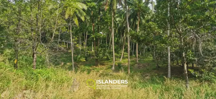 Stunning Jungle Land of 2 RAI