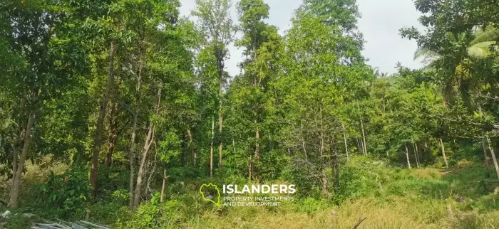 Stunning Jungle Land of 2 RAI