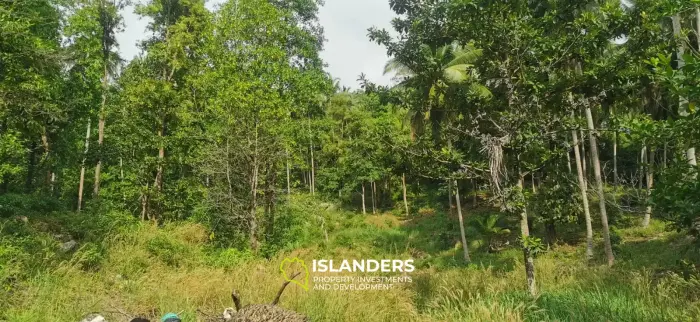 Stunning Jungle Land of 2 RAI