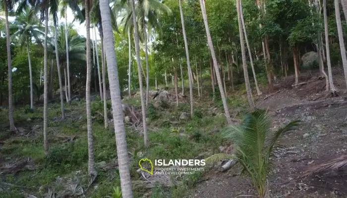 Stunning Jungle Land of 2 RAI