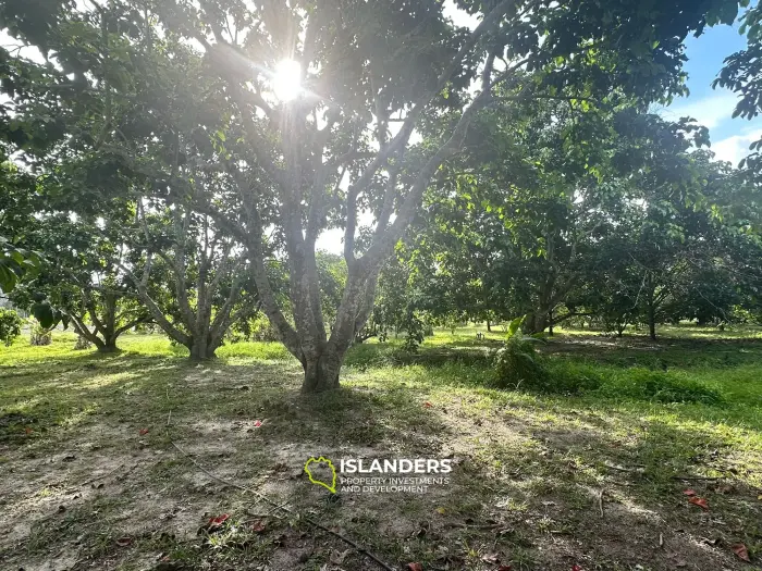 Hinkong 🏝️ Terrain plat de premier choix à vendre – Meilleur prix du secteur ! 🏝️