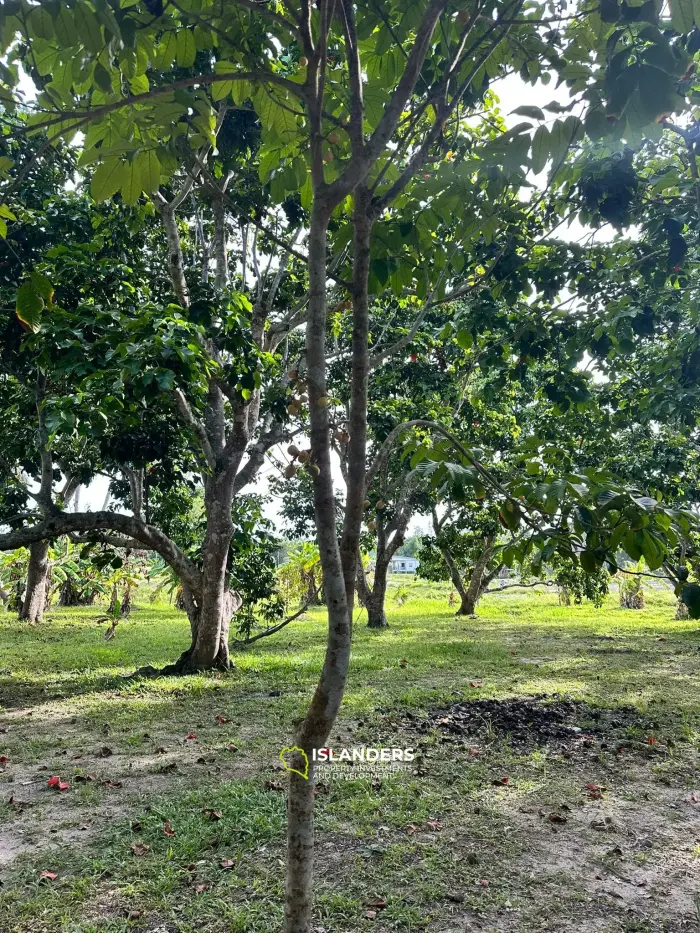 Hinkong 🏝️ Terrain plat de premier choix à vendre – Meilleur prix du secteur ! 🏝️