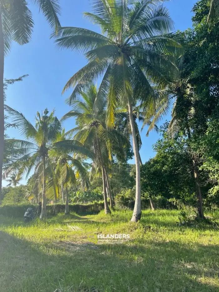 ที่ดินกว้างขวางใจกลางเกาะพะงัน – ทำเลทองสำหรับการพัฒนา