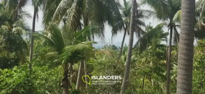 Charmant terrain de 520 m² à Coconut Lane