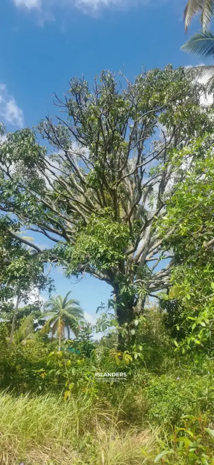 Charmant terrain de 520 m² à Coconut Lane