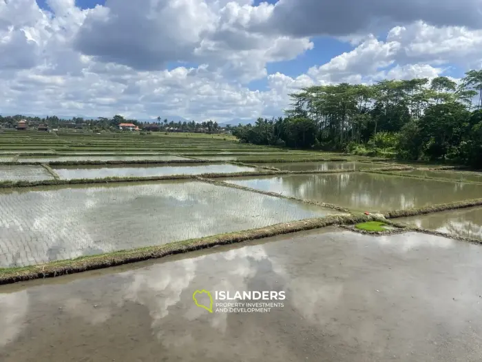 אדמה בבאלי מספר AL105 שטחה 80 דונם. זכויות חכירה ל-30 שנה. אדמה בתנאי שותפות.