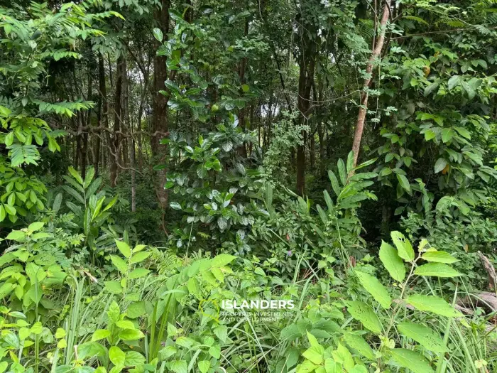 小さな平地（秘密の山）！