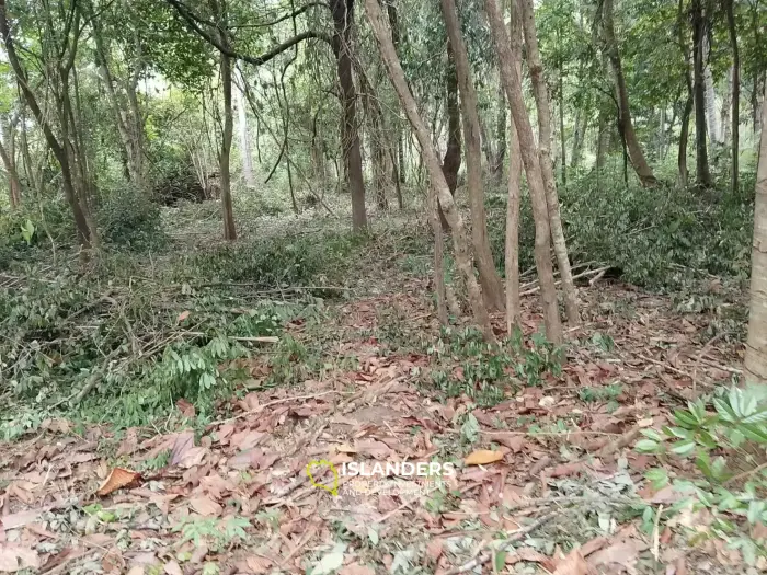 שטח שטוח עם גישה טובה (חלוקה בתהליך)