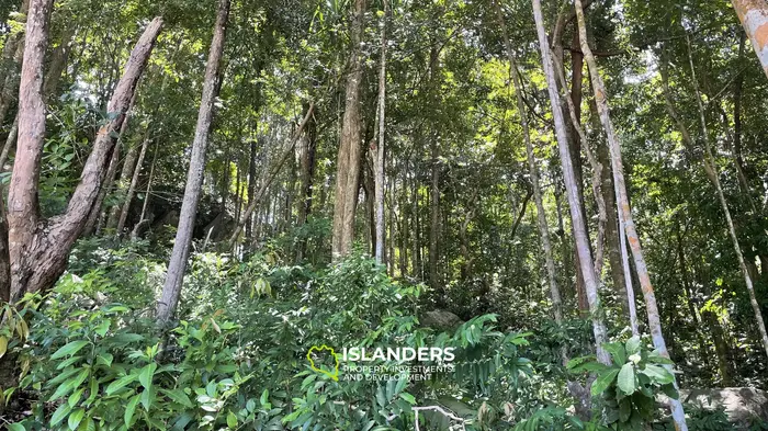🌿 Ocean View Land for Sale – Koh Phangan 🌅