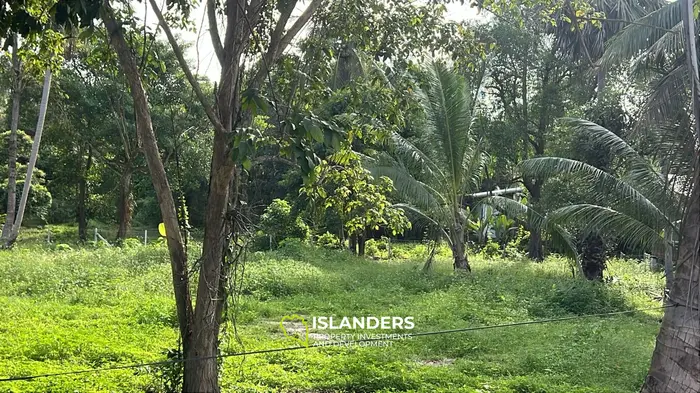 Exclusive Lease Opportunity: Lush Land in Koh Phangan's Hinkong