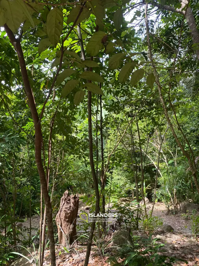 Отличная возможность – участок 2,492 кв. м в Чалоклуме