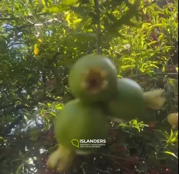 Кинтамани, земля с проектом спа для бутикового отеля с рестораном.