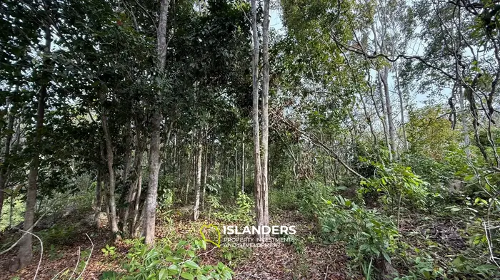 🌿Terreno de Selva en Venta – Sri Thanu, Koh Phangan 🌿