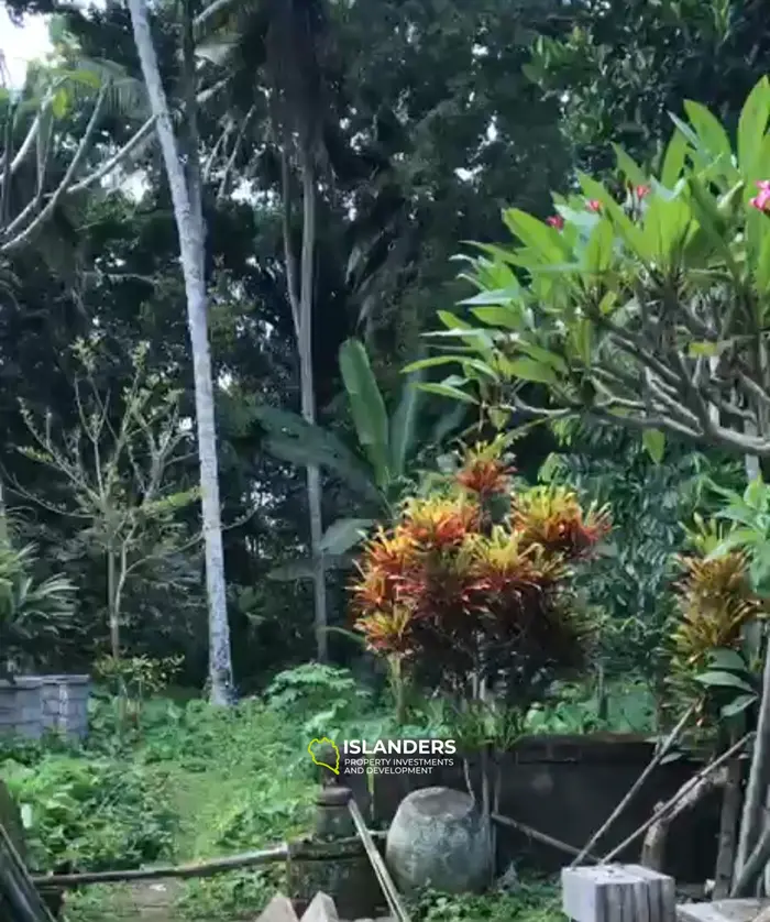 Jungle land in the north of Ubud 