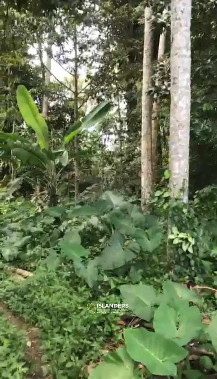 Jungle land in the north of Ubud 