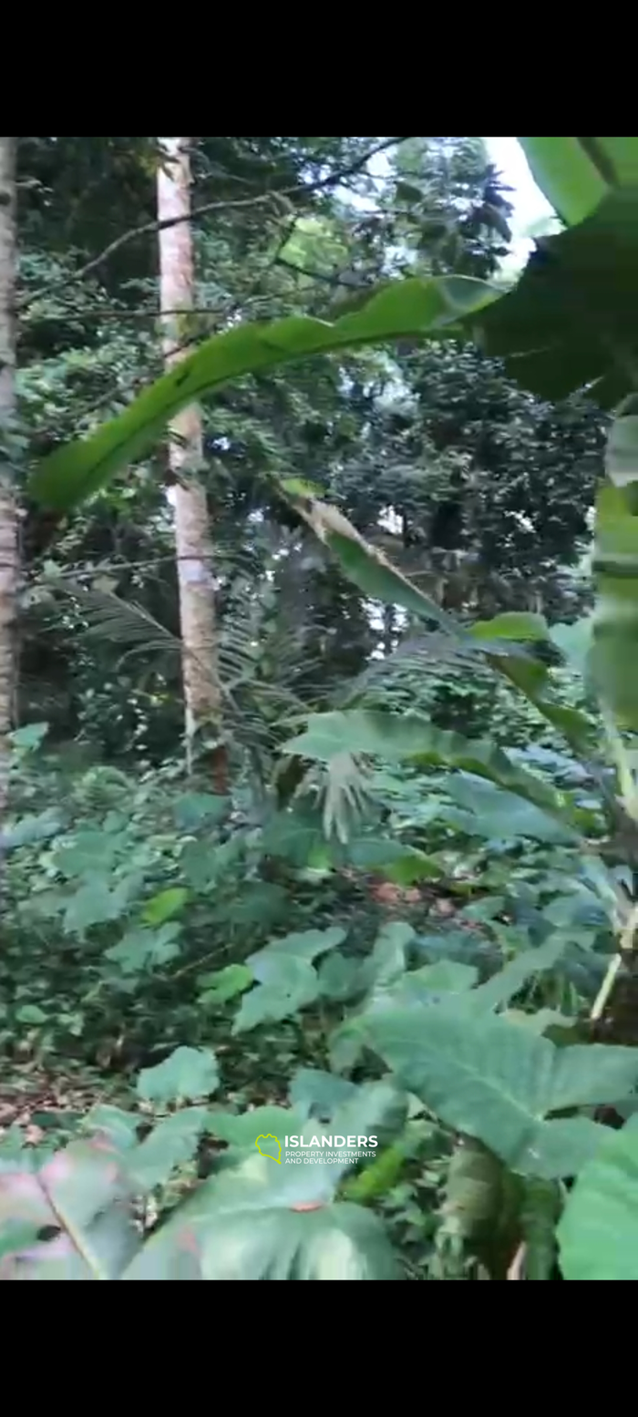 Jungle land in the north of Ubud 