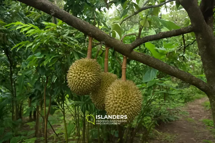 Вилла с 1 спальней на продажу