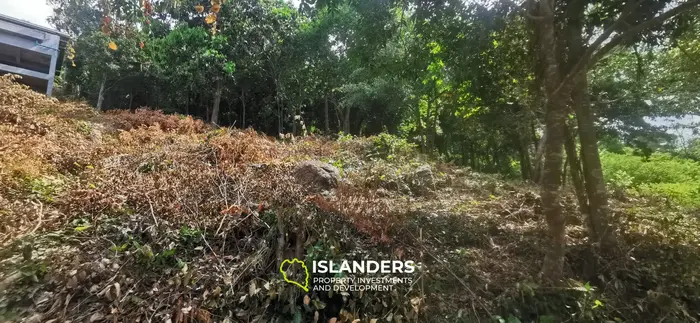 WOW Sea view land (3 plots) in Mae Haad