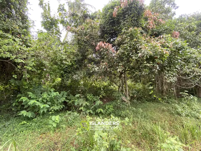 Prime Flat Land for Sale in the Heart of Thong Sala