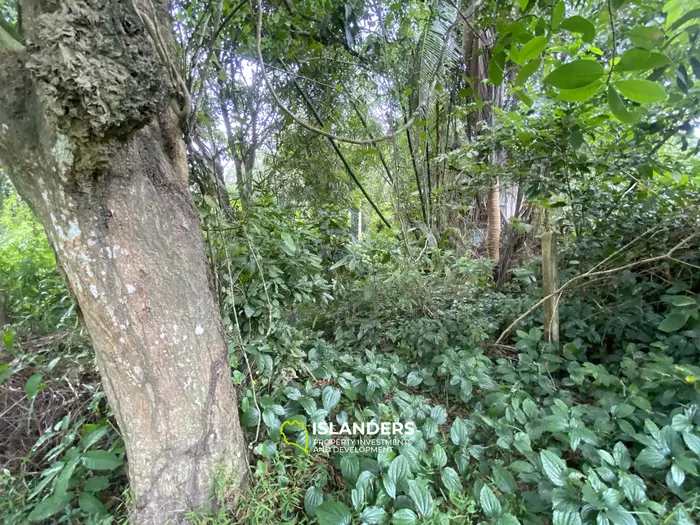 Prime Flat Land for Sale in the Heart of Thong Sala