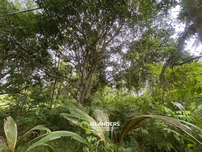 Prime Flat Land for Sale in the Heart of Thong Sala