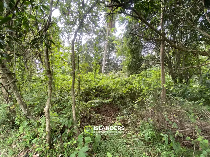 Prime Flat Land for Sale in the Heart of Thong Sala