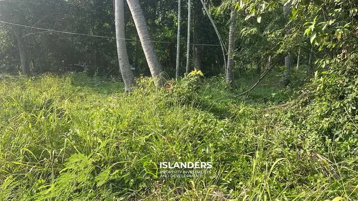 वोक टुम, कोह फंगन में लीज के लिए विशेष जंगल दृश्य भूमि