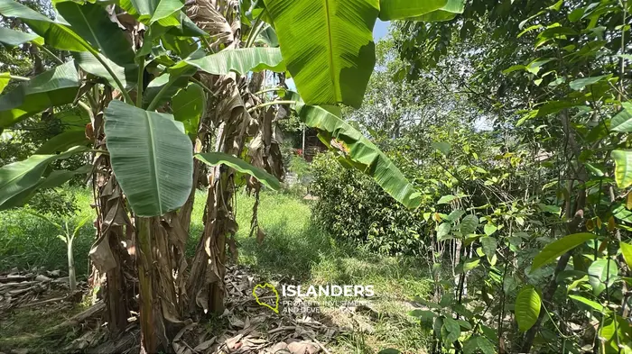 Exquisite Jungle View Land for Lease in Koh Phangan