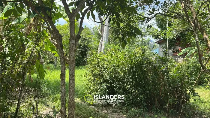 Exquisite Jungle View Land for Lease in Koh Phangan