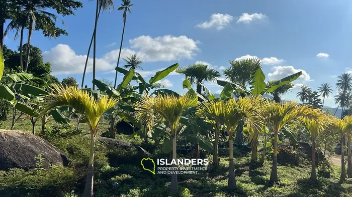 Stunning Jungle View Land for Lease in Thongsala, Koh Phangan