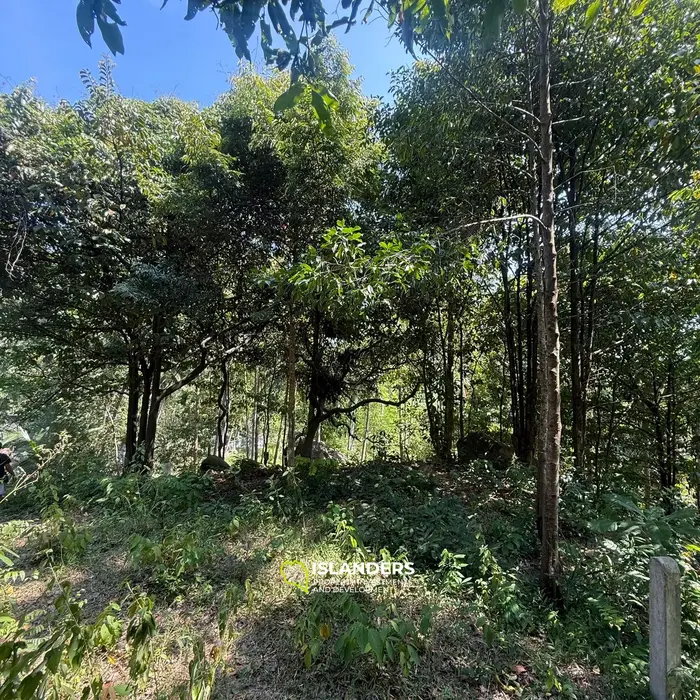 🌴 Beautiful Nature Land for Sale in Madae Wan, Koh Phangan – Quiet, Private & Ready to Build 🏡✨