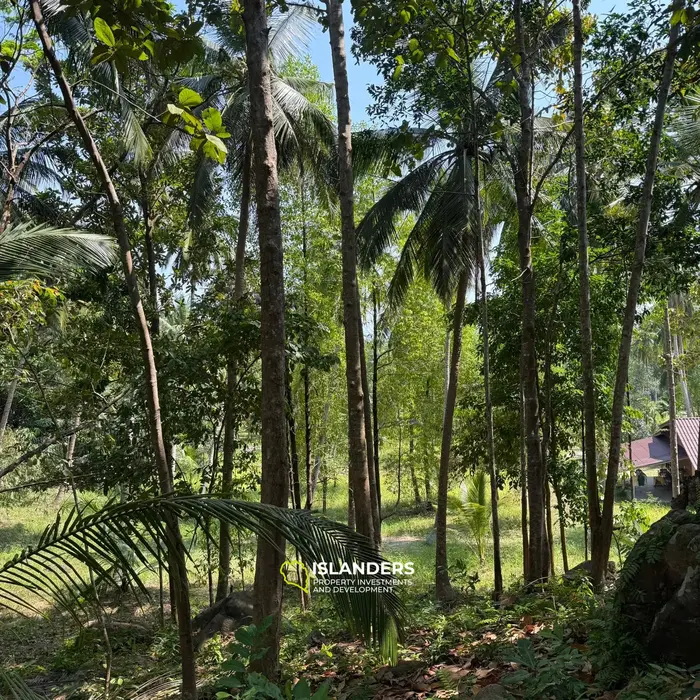 🌴 Beautiful Nature Land for Sale in Madae Wan, Koh Phangan – Quiet, Private & Ready to Build 🏡✨